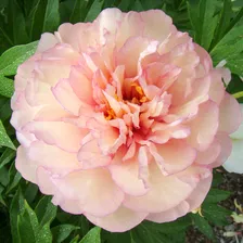 Пион ито-гибрид Скрумдидлеумшес (Paeonia itoh Scrumdidleumptious) С6