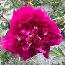 Пион Бэль Тулузэн / Paeonia Belle Toulousaine (Стандартная деленка, 2-3 почки)
