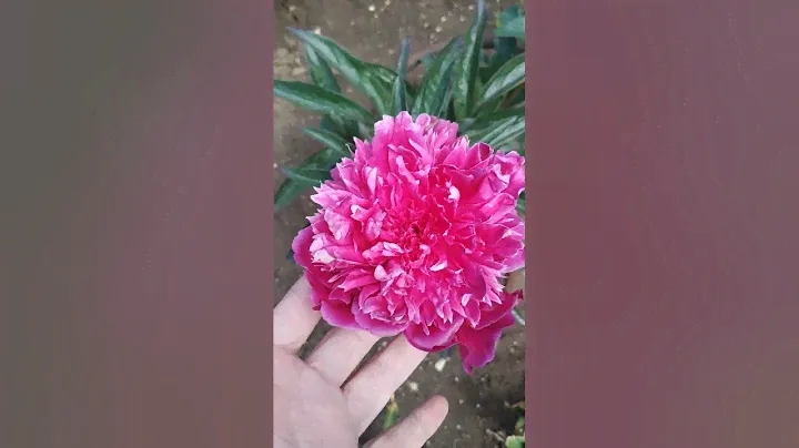 Пион Avis Varner