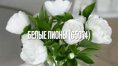 Белые пионы (Dimensions 65074). Процесс «от и до» со всеми нюансами. Готовая работа и  впечатления