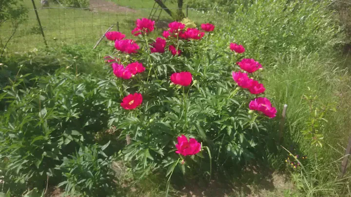 Paeonia Scarlet O'Hara