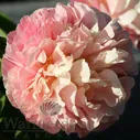 Paeonia Kayleigh Ann Пион Кейли Энн