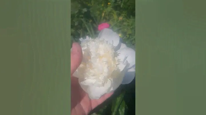 Півонія Принцеса Брайд