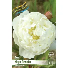 Саженец ОКС Пион молочноцветковый Marie Lemoine, 2/3 n (1 шт.)