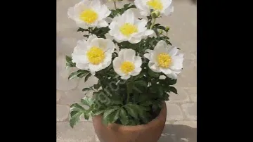 Пионы Патио
