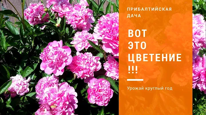 Самые красивые цветы. Пионы. Кобея. Амазонка