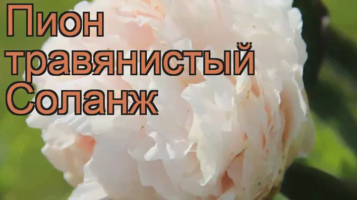 Пион травянистый Соланж (paeonia solange) 🌿 пион Соланж обзор: как сажать рассада пиона Соланж