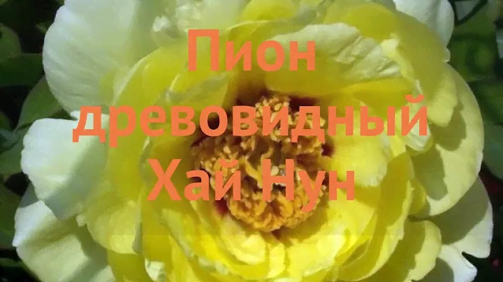Пион древовидный Хай Нун (pion-drevovidnyy-khay-nun) 🌿 обзор: как сажать, саженцы пиона Хай Нун