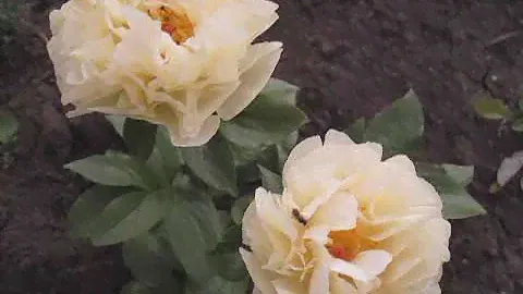 Пион Лемон Шифон."Я ещё очень молод,но марку держу!"