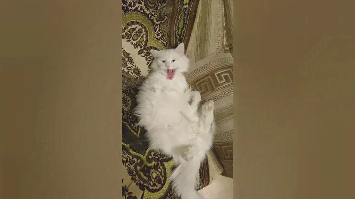 Кот Пион.