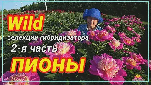 Пионы гибридизатора Уайлда. Часть 2 / Сад Ворошиловой