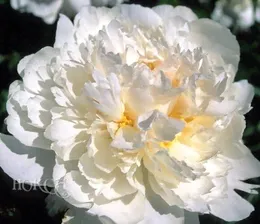 Paeonia Steves Choice Пион Стивес Чойс