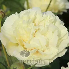 Paeonia Vanilla Schnapps Пион Ванилла Шнапс