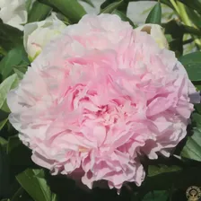 Пион Double Pink