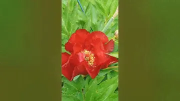 Paeonia Scarlett. of Heaven. Пион Скарлетт Хэвен 2024.