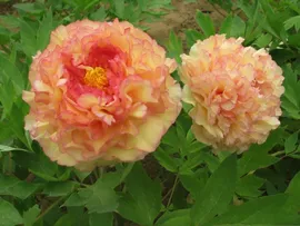 Paeonia suffruticosa Jin Ge Пион древовидный Золотая Россыпь