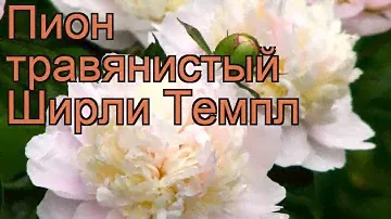 Пион травянистый Ширли Темпл (paeonia shirley temple) 🌿 обзор: как сажать, рассада пиона Ширли Темпл