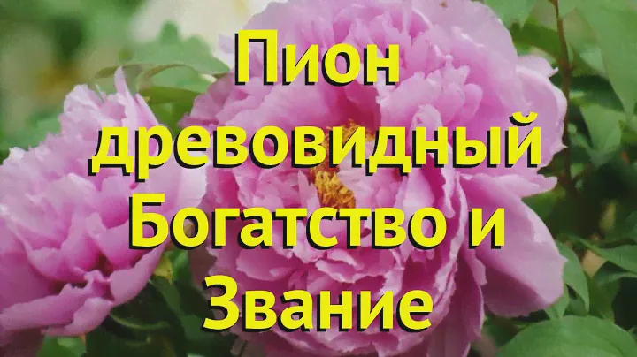 Пион древовидный богатство и звание. Краткий обзор, описание характеристик paeonia suffruticosa