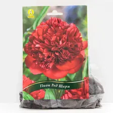 Пион Ред Шарм травянистый, р/р 2/3, 1 шт