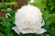 Пион древовидный Жинг Ю / Сю Та/ Снежная башня (Paeonia Snow Tower / Jing Yu / Xue Ta) С5