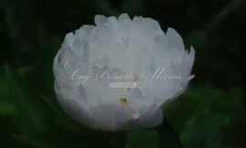 Пион травянистый Мазерс чойс (Mother's choise)
