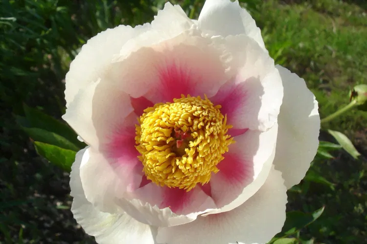 Пион молочноцветковый Афина (Paeonia laktiflora Athena) С5