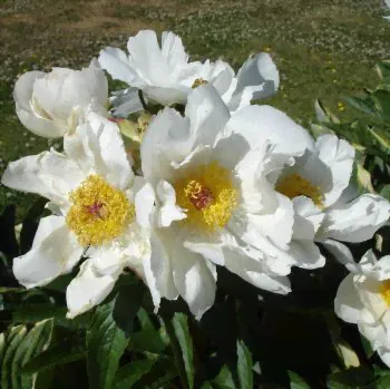 Пион Уайт Вингз (Paeonia White Wings)-0