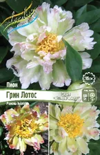 ПИОН COLLECTIONER ГРИН ЛОТОС (В упаковке 1 шт.)
