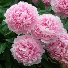 Пион Sarah Bernhardt 3/5