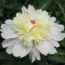 Пион Фэн Ю Ло Цзынь Чши / Золотой Омут / Золотой Феникс (Paeonia Feng yu luo jin chi / Phoenix Feather on Golden Pond / Goldener Phoenix)