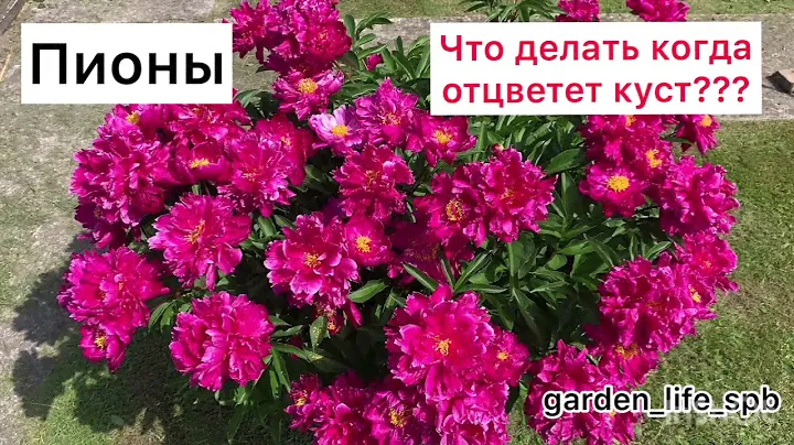 Что делать когда отцвёл Пион? 🌺