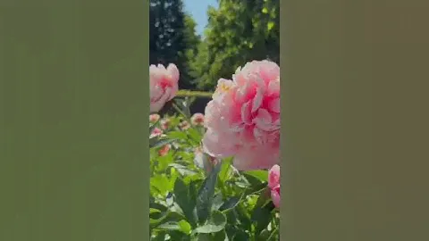 Пионовое великолепие в Парке Горького
