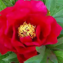 Пион Юник / Пион Уникальный ( Paeonia itoh Unique)