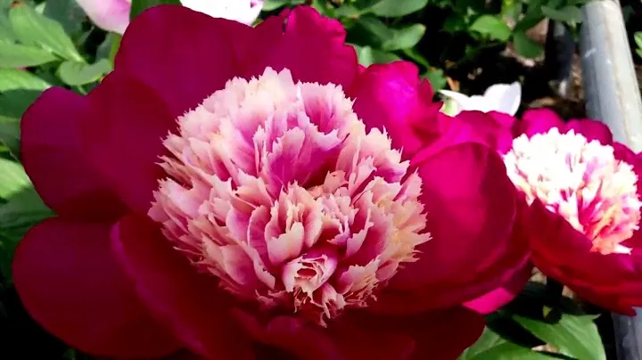Peony White Cap - www.peonyshop.com