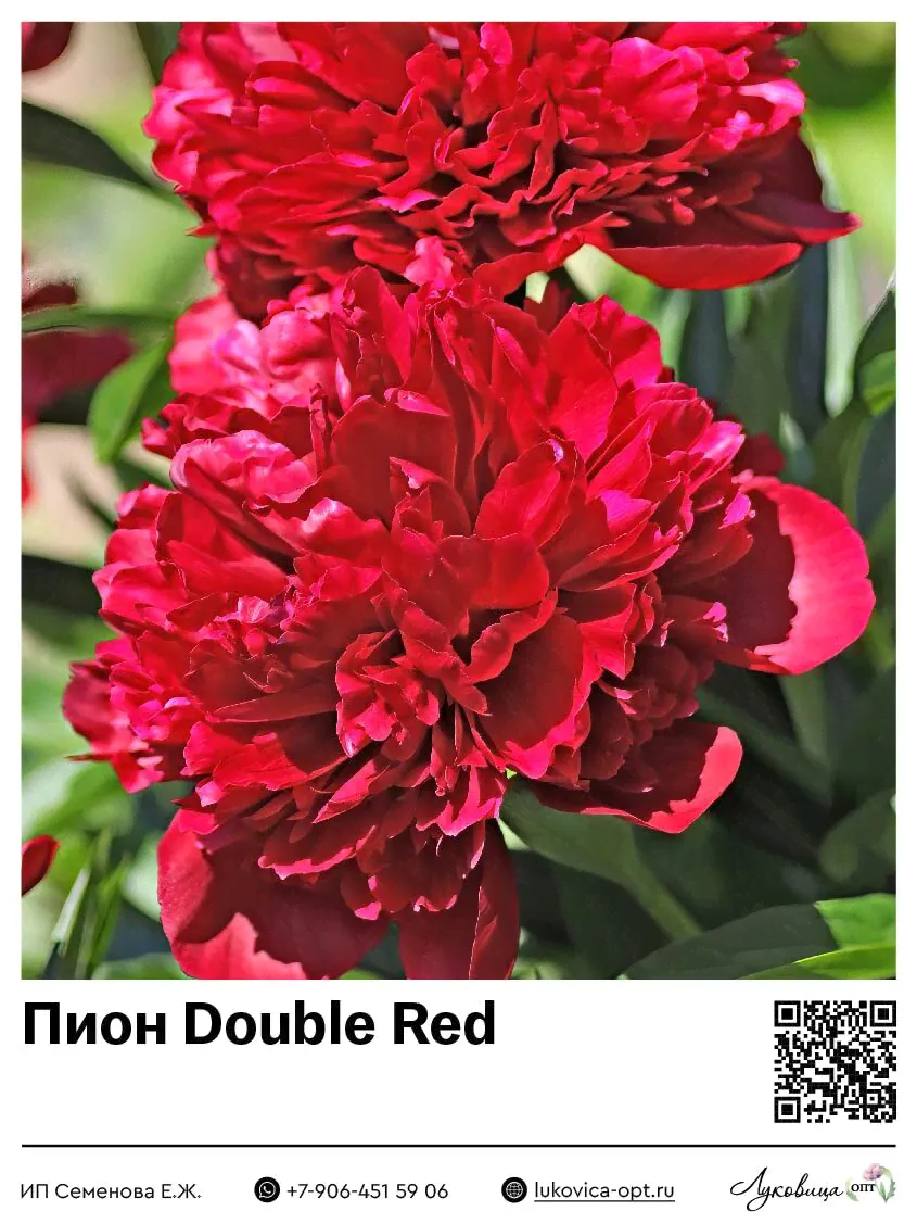 Пион Double Red-0