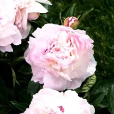 Пион Оркид Энни (Paeonia Orchid Annie)