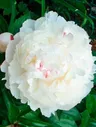 Пион древовидный белый "White" (корневая окс)