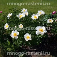Пион молочноцветковый Вайт Вингс