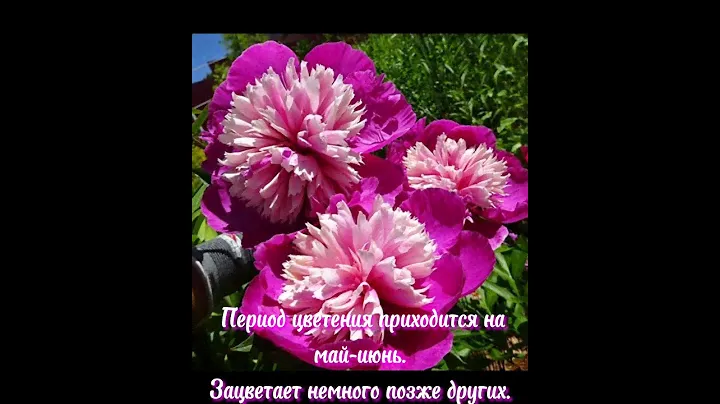 Пион Celebrity (Селебрити) описание сорта