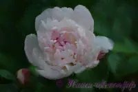 Пион травянистый 'Леди Орчид' / Paeonia 'Lady Orchid'-3