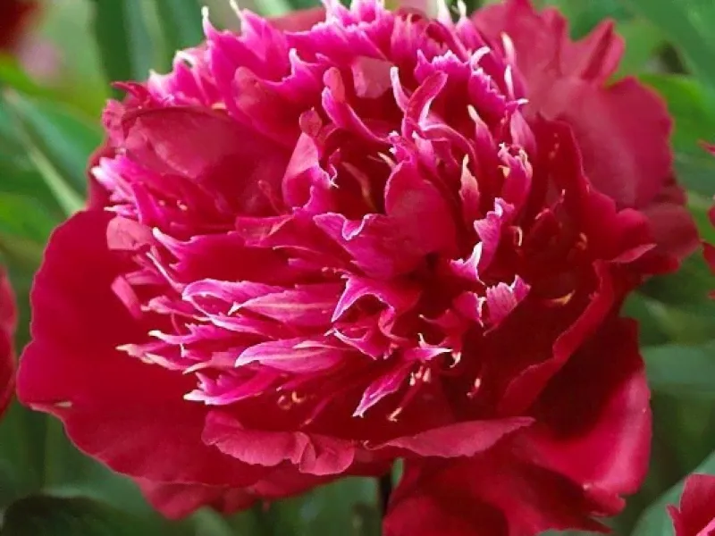 Пион молочноцветковый Ред Спайдер (Paeonia laktiflora Red Spider)-0