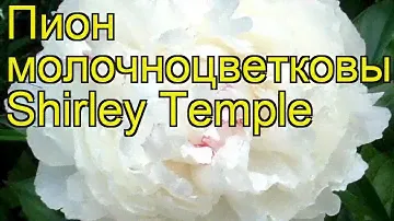 Пион молочноцветковый Ширли Темпл. Краткий обзор, описание paeonia lactiflora Shirley Temple