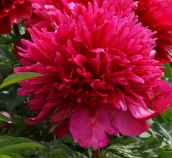 Пион гибрид Мэни Хэппи Ретурнз (Paeonia Many Happy Returns)