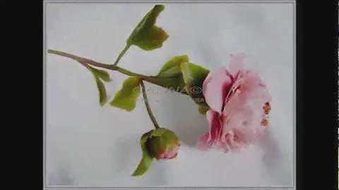 Розовый пион 2. Холодный фарфор. Ивашковой Г. 2