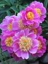 Пион Paeonia Le Charme 2/3