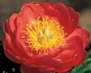Пион Coral Magic-0
