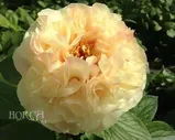 Paeonia Pastel Elegance Пион Пастель Элеганс