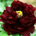 Саженцы Пион Black Beauty (Блэк Бьюти)