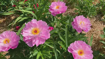 Paeonia 'Pink Delight' - канал ЮТУБ :  ПІВОНІЇ - ВСЕ ПРО НИХ