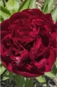 Пион Red Satin